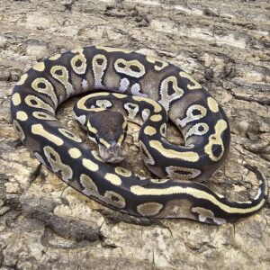 Mojave Royal Python (Python regius)