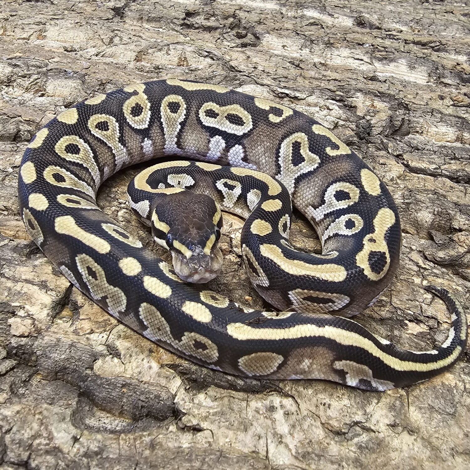 Mojave Royal Python (Python regius)