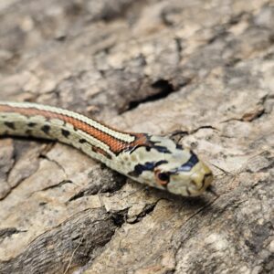 Striped Leopard Rat Snake (Zamensis situla)