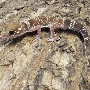 Barking Gecko (Underwoodisaurus milli)