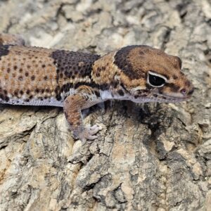 African Fat Tailed Gecko (Hemitheconyx caudicinctus)