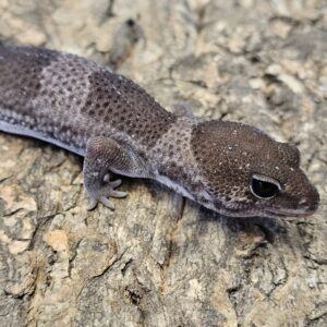 Oreo Fat Tailed Gecko (Hemitheconyx caudicinctus)