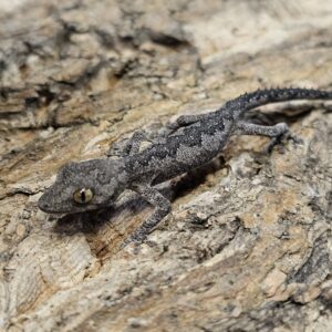 South Western Spiny Tailed Gecko (Strophurus spinigerus)