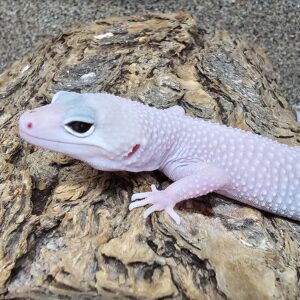 Diablo Blanco Leopard Gecko (Eublepharis macularius)