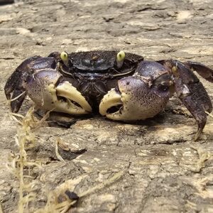Blue Spider Crab (Neosesarmatium rotundifrons)