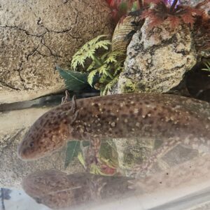 Copper Axolotyl (Ambystoma mexicanum)