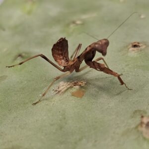 King Leopold Shield Mantis (Tamolanica leopoldi)