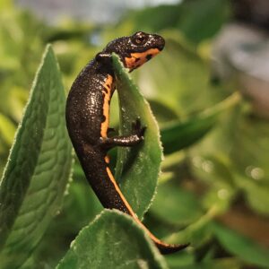 Oriental Fire Bellied Newt (Cynops orientalis)