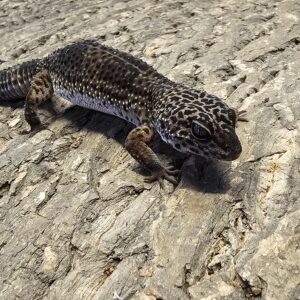 Pair Black Night Leopard Gecko (Eublepharis macularius)
