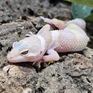 Tremper Albino Leopard Gecko (Eublepharis macularis)