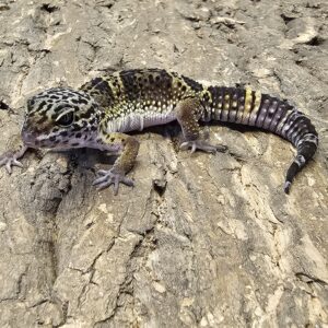 Black Night Leopard Gecko (Eublepharis macularius)