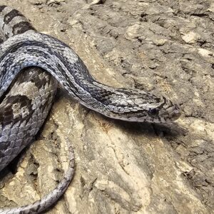 Adult Anery Corn Snake (Pantherophis guttatus)