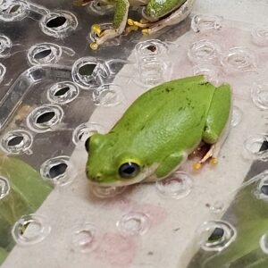 Reed Frog (Hyperolius sp.)