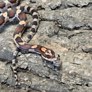 Jasper County Okeetee Corn Snake (Pantherophis guttatus)