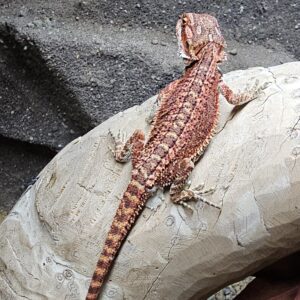 Darken Red Monster Blood Line Bearded Dragon (Pogona vitticeps)