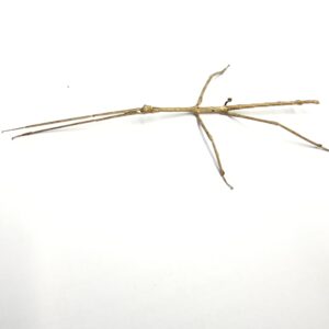 Jianfengling Stick Insect (Tirachoidea jianfenglingensis)