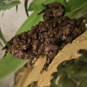 Giant Fire Belly Toad (Bombina maxima)
