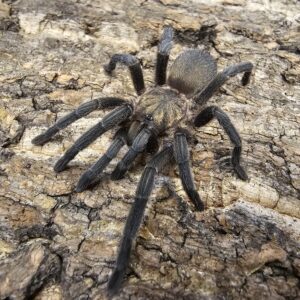 Egyptian Black Fury Tarantula (Chaetopelma olivacium)
