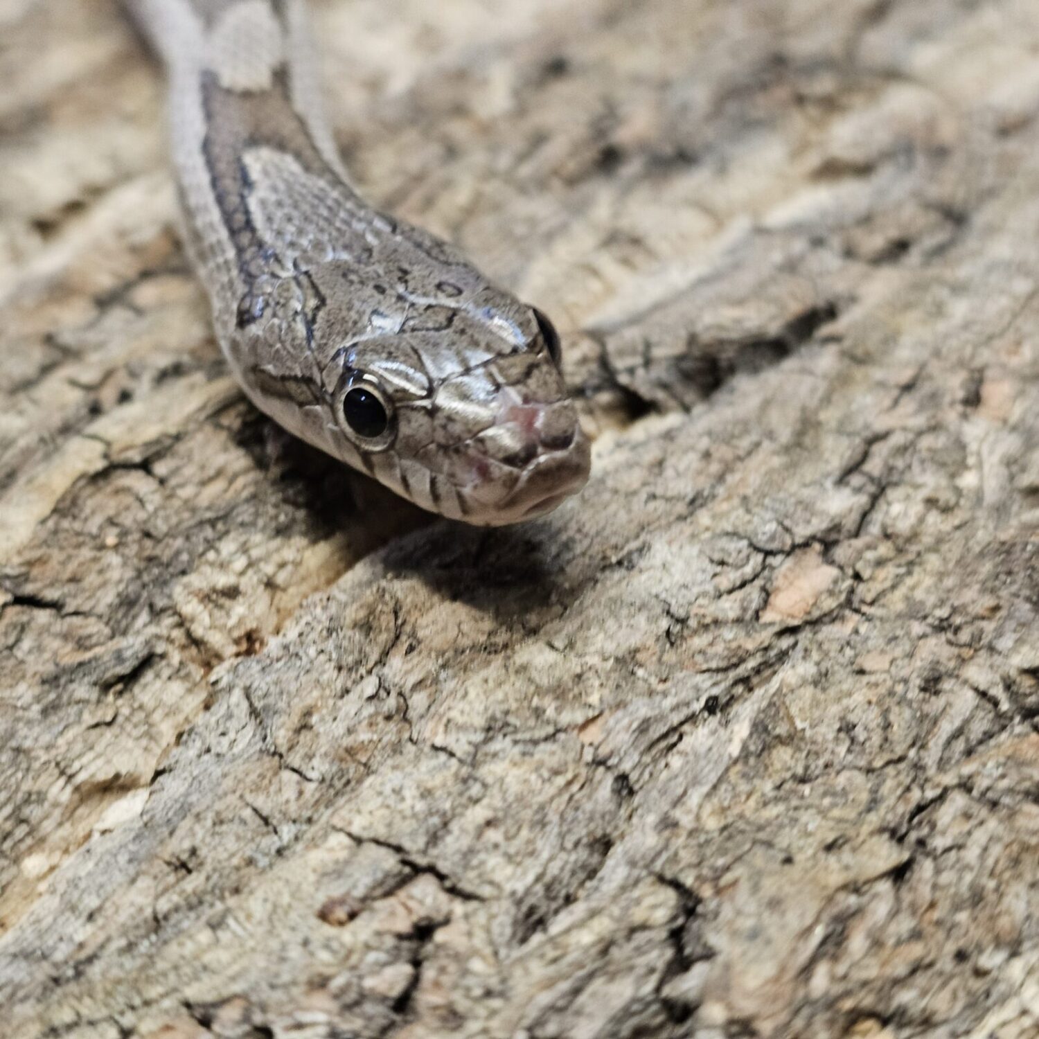 Santa Rose Locale Grey Rat Snake (Pantherophis spiloides)
