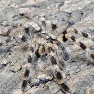 Tiger Ornamental Tarantula (Poecilitheria tigrinawesseli)