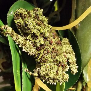 Vietnamese Mossy Frog (Theloderma corticale)