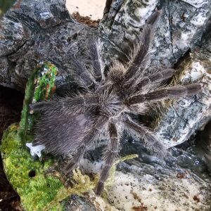 Female Bronze Baboon Tarantula (Harpactira namaquensis)