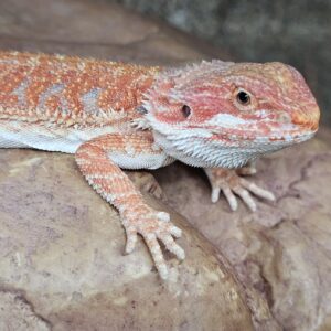 Orange Bearded Dragon (Pogona vitticeps)