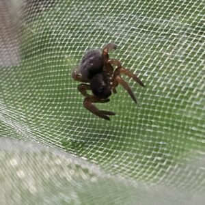 Black Velvet Spider (Gandanamenu sp.)