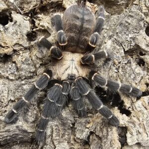 Thai Bamboo Spider (Taksinus bambus)