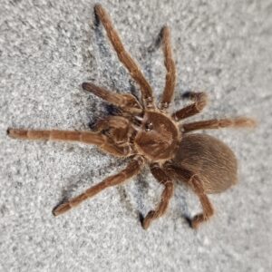 King Baboon Tarantula (Pelinobius muticus)