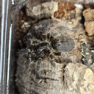 Kilimanjaro Mustard Baboon Tarantula (Pterinochilus chordatus)