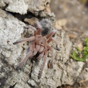 Red Phase Chile Rose Tarantula (Gramostola rosea)