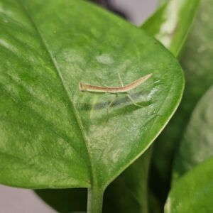Square Shield Mantis (Orthodera burmeisteri)