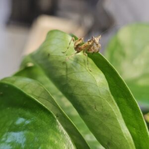 Malaysian Flower Mantis (Creoboter urbanus)