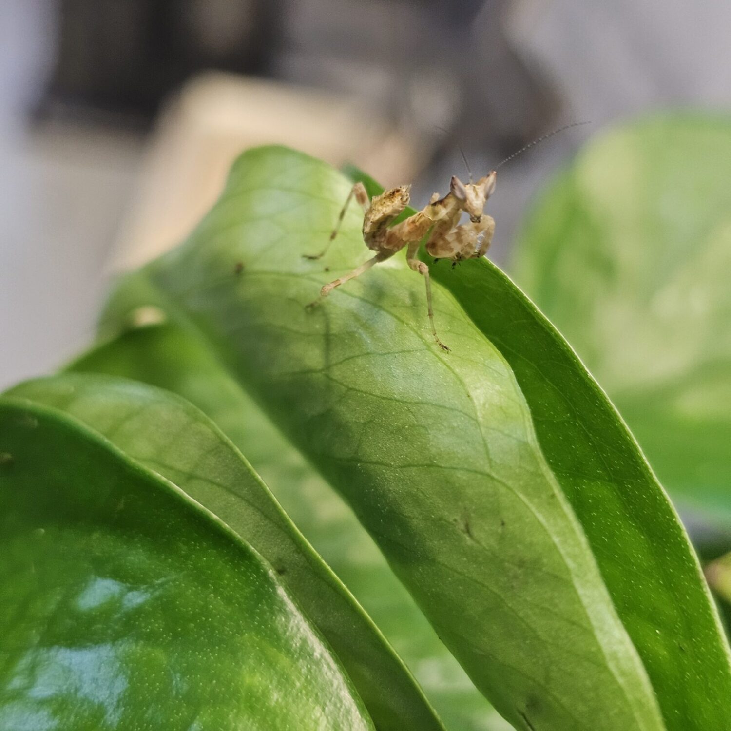 Malaysian Flower Mantis (Creoboter urbanus)