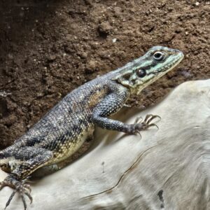 Pair of Red Headed Rock Agama (Agama agama)