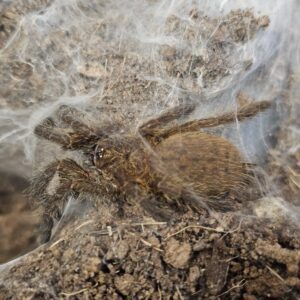 Usambara Orange Baboon Tarantula (Pterinochilus murinus UMV)