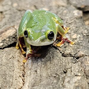 Reed Frog (Hyperolius sp.)