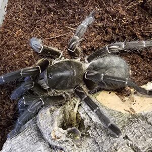 female Asian Chevron Tarantula (Cyriopagapus vonworthi)