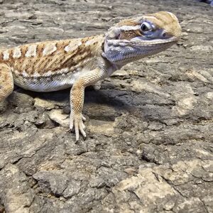 Rankin Dragon (Pogona henrylawsoni)