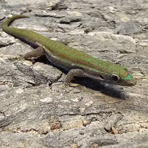 Mauritian Blue Tailed Day Gecko (Phelsuma cepediana)