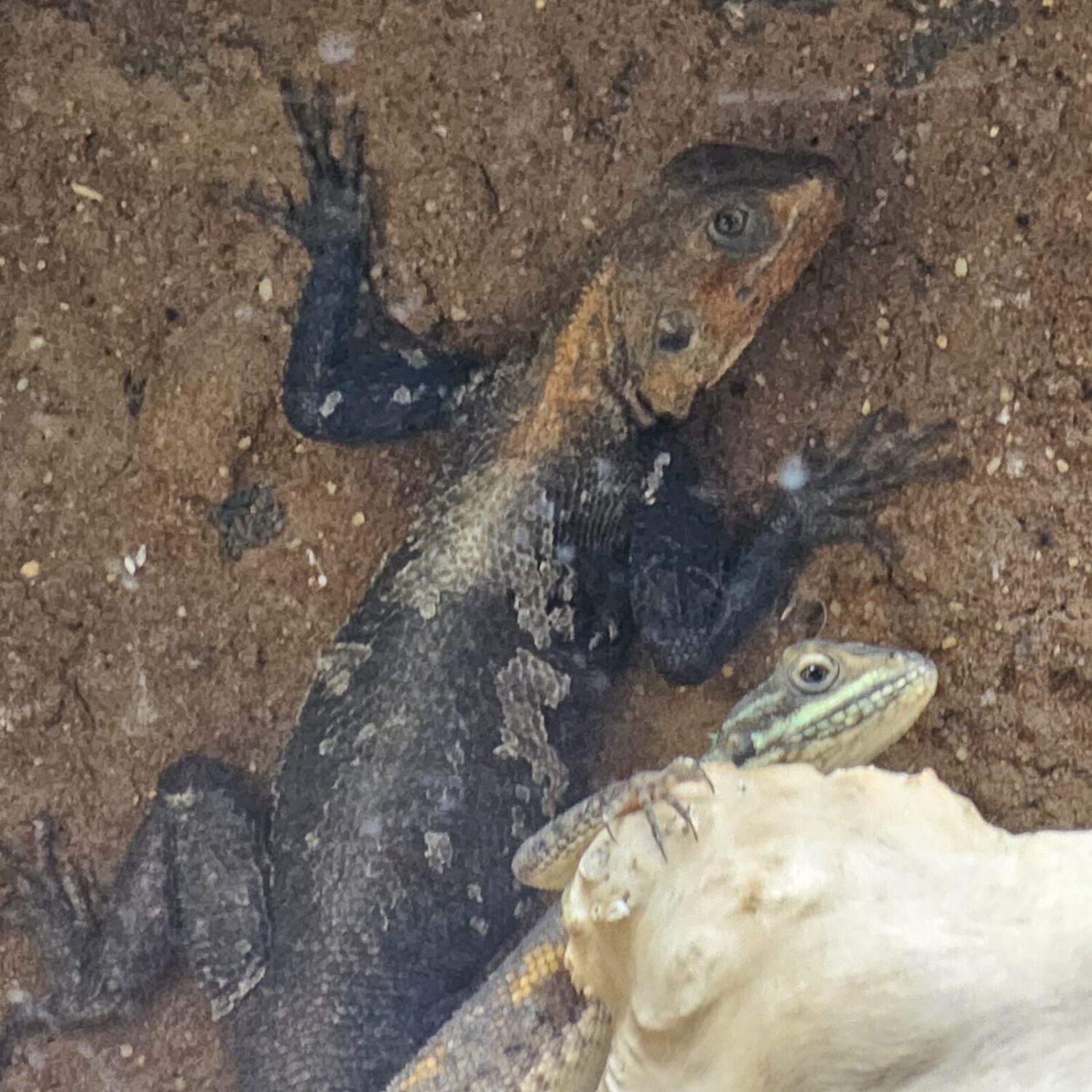 Pair of Red Headed Rock Agama (Agama agama) - Image 2