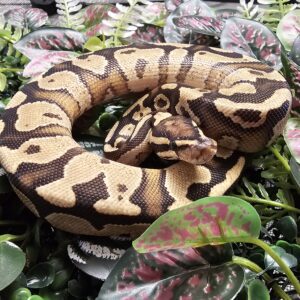 Hypo Fire Yellow Belly Royal Python (Python regius)