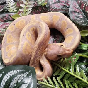 Banana Yellow Belly Royal Python (Python regius)