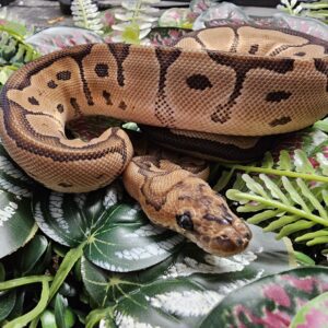 Clown Royal Python (Python regius)