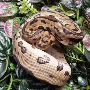 Leopard Clown Royal Python (Python regius)