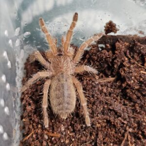 Forthall Baboon Tarantula (Pterinochilus lugardi)