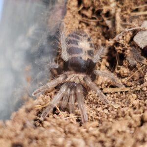 Guatemalen Tiger Rump Tarantula (Davus pentaloris)