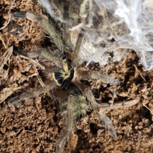 Trinidad Olive Tarantula (Holothele incei)