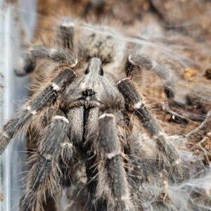 Darling Horn Baboon Tarantula (Ceratogyrus darlingi)